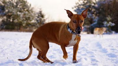 Hundebetreuung Friedrichshain 1
